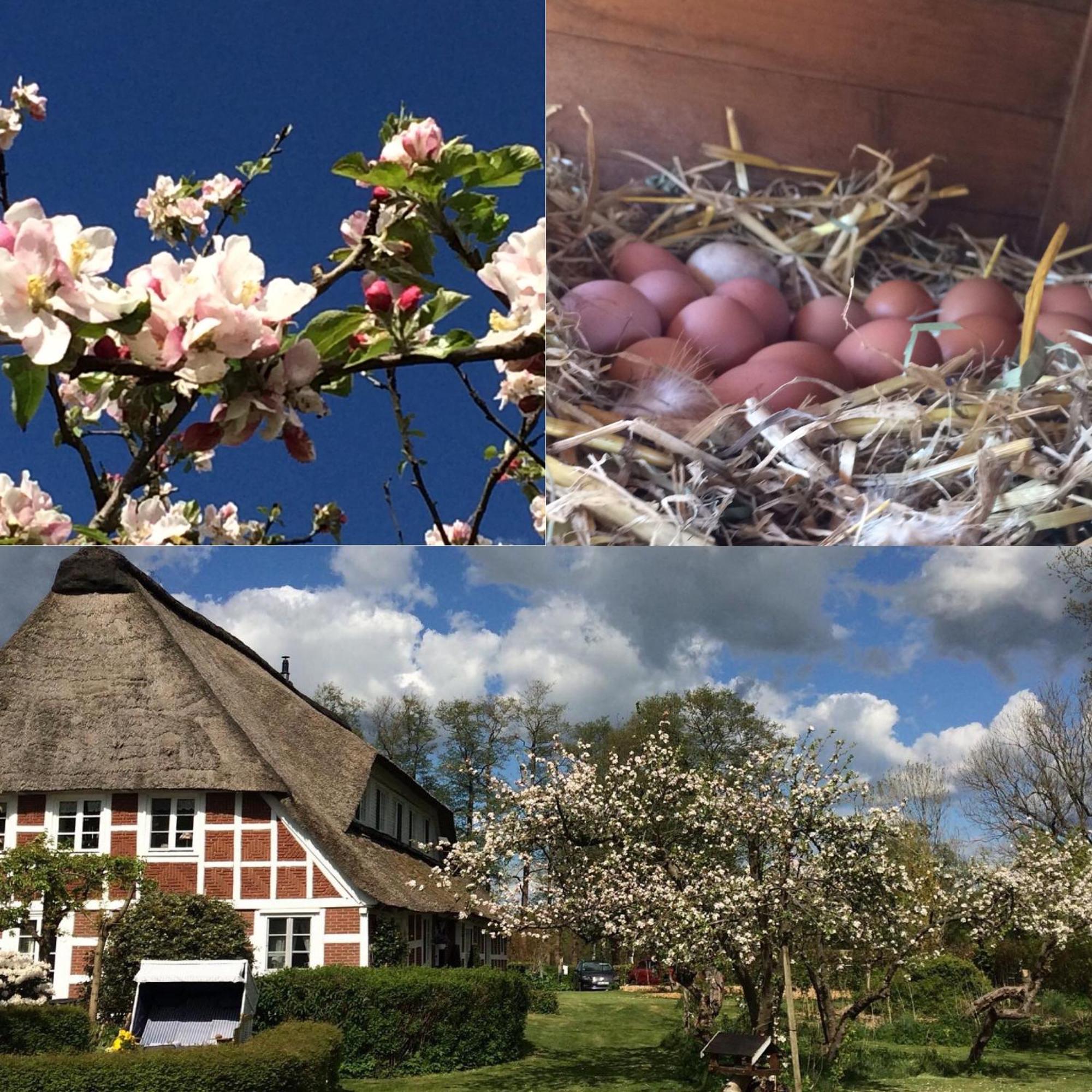 Altes Landhaus Oste, Klavier Appartement, 2 Zimmer Mit Kamin Hemmoor Екстер'єр фото